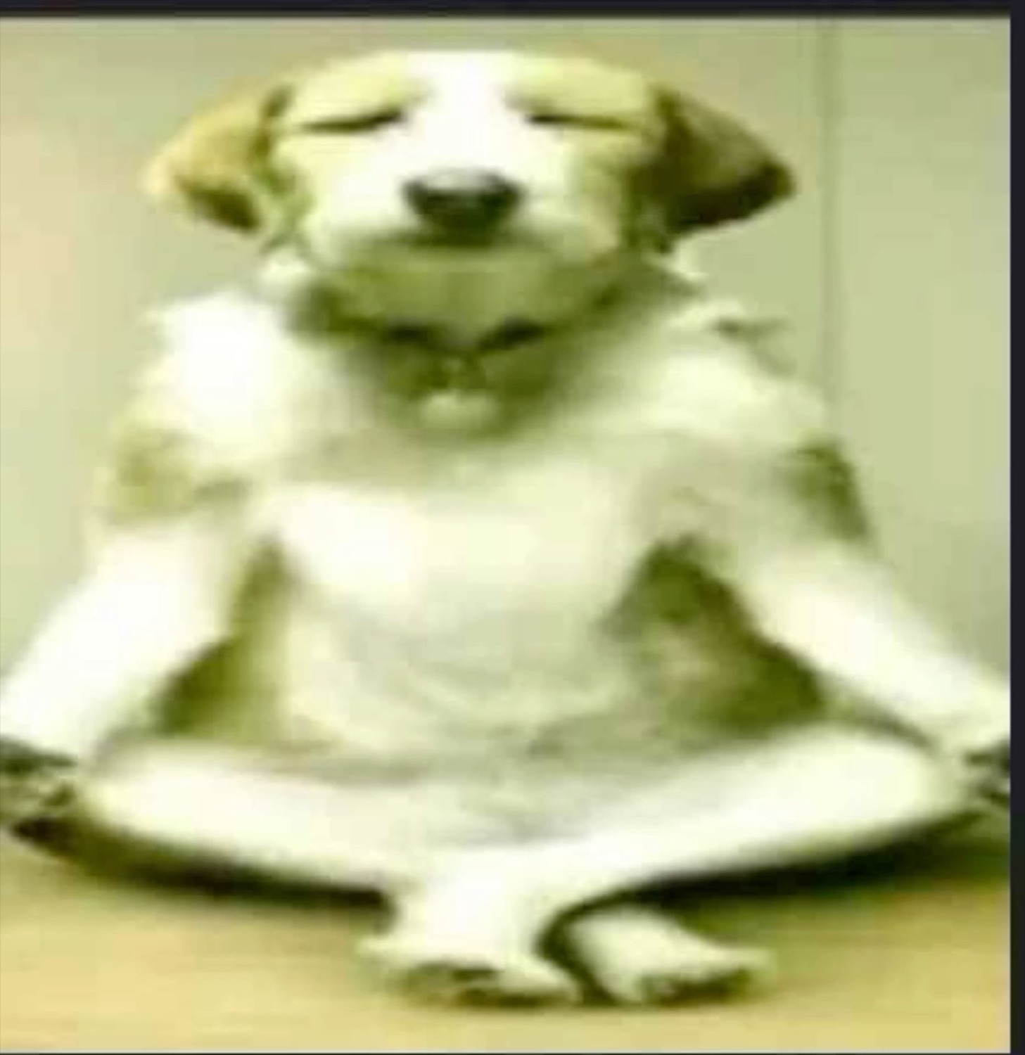Blurry dog sitting cross-legged meditating with its eyes closed