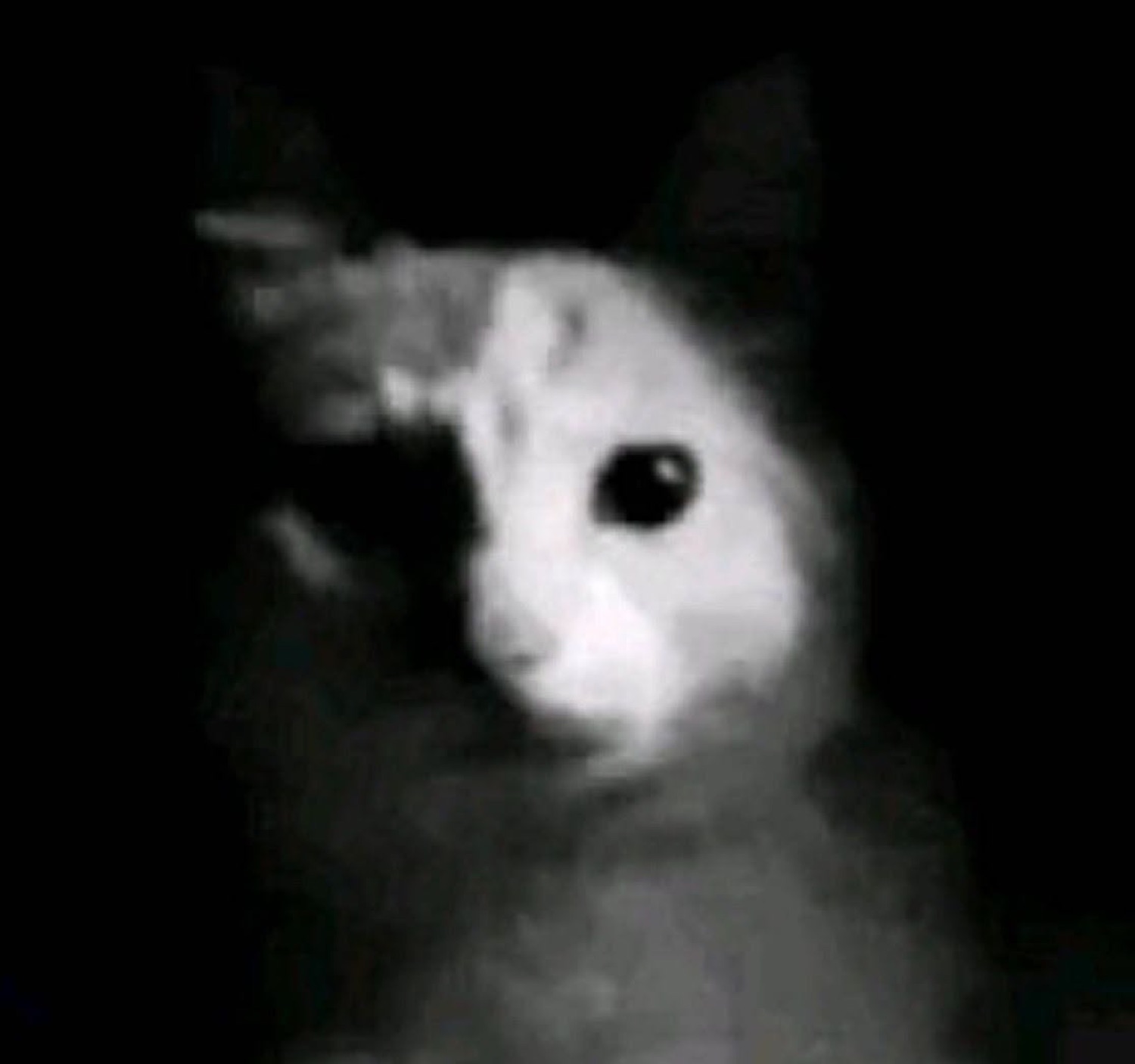 Grainy black-and-white cat half in shadow, staring dead at the camera