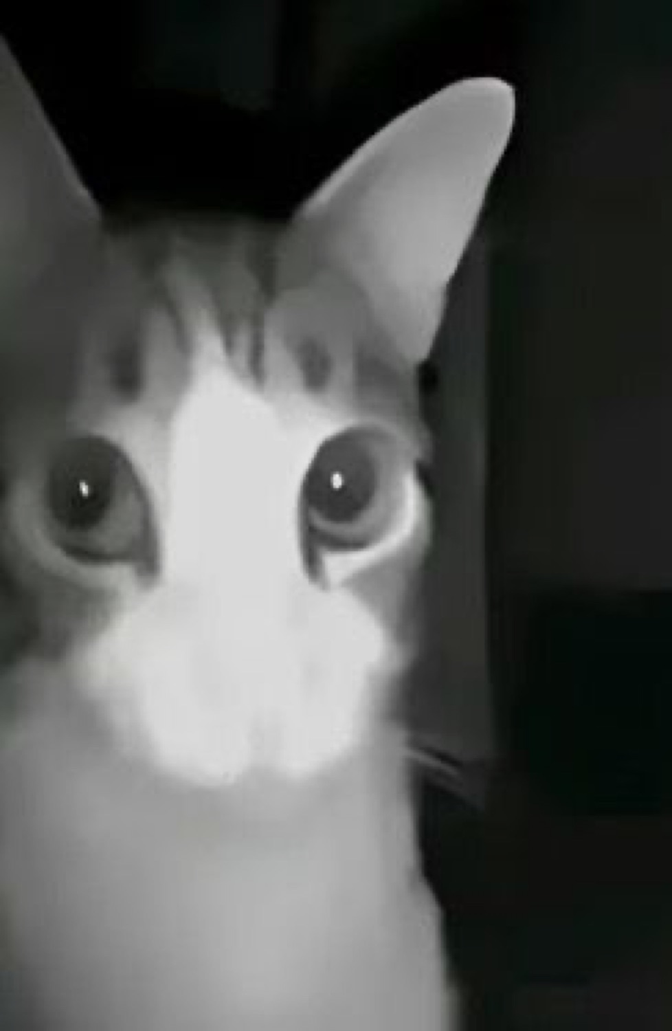 Tabby cat captured in night-vision mode, glowing face filling the frame with haunting intensity