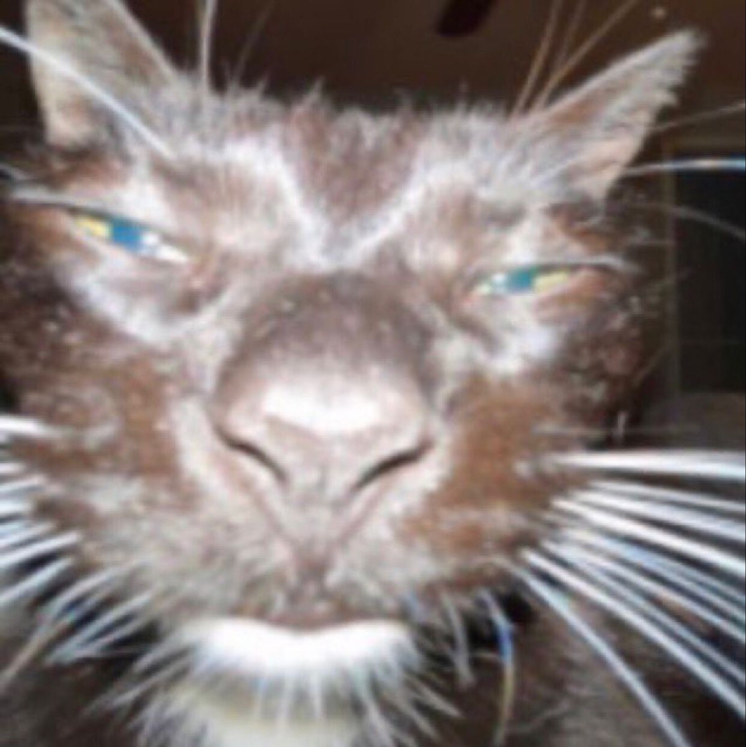 Blurry close-up of a dark cat with narrowed glowing eyes and a deeply menacing squint