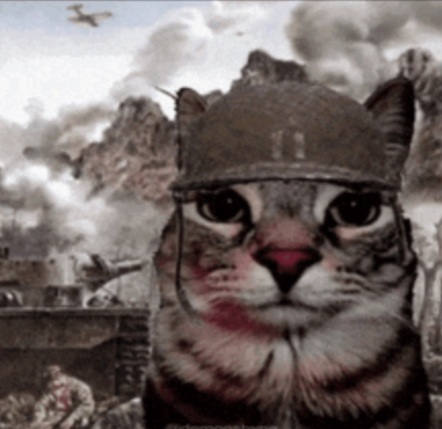 Cat in an army helmet staring dead ahead in front of a war-torn battlefield