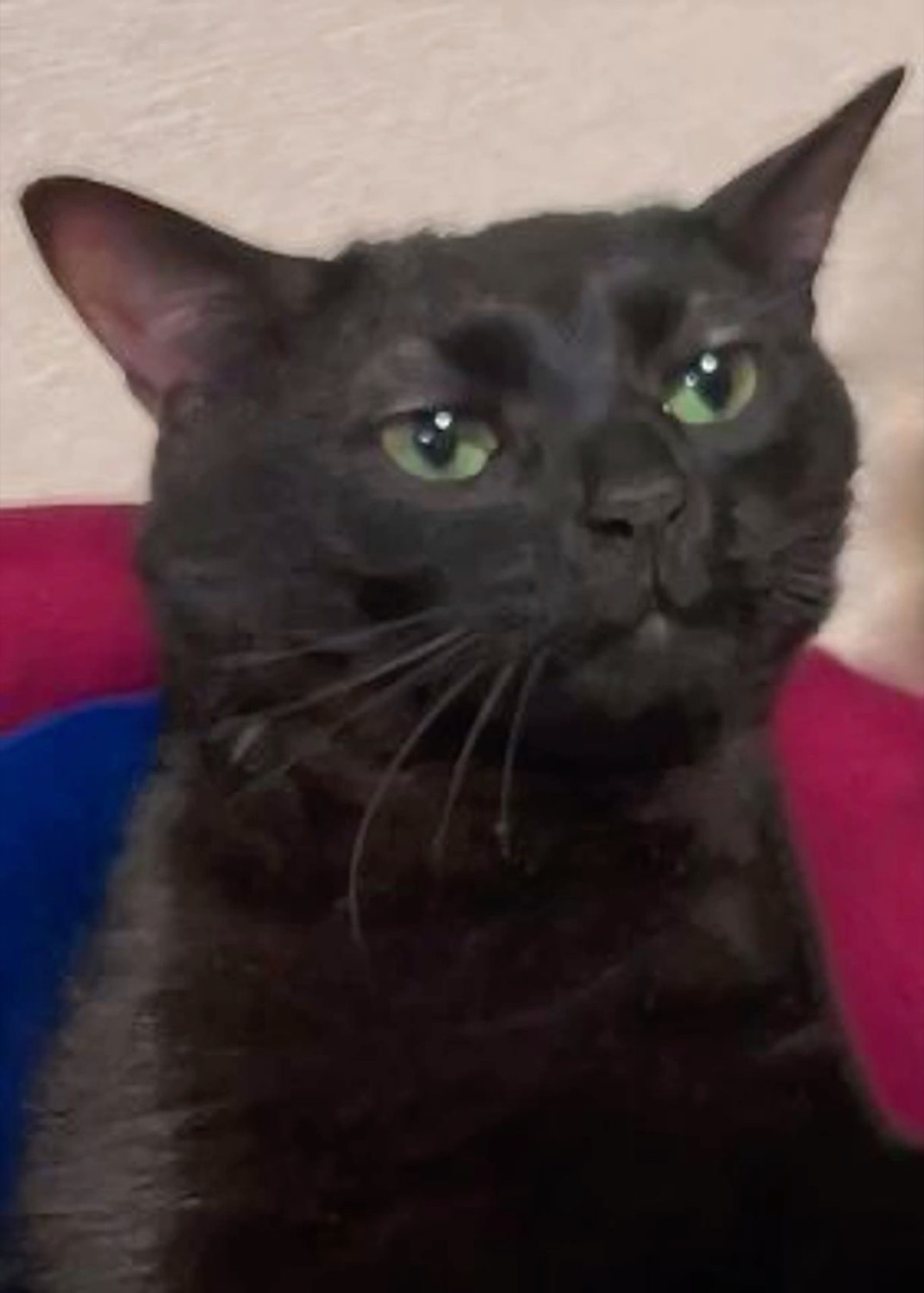Black cat with wide green eyes staring straight ahead looking mildly judgmental