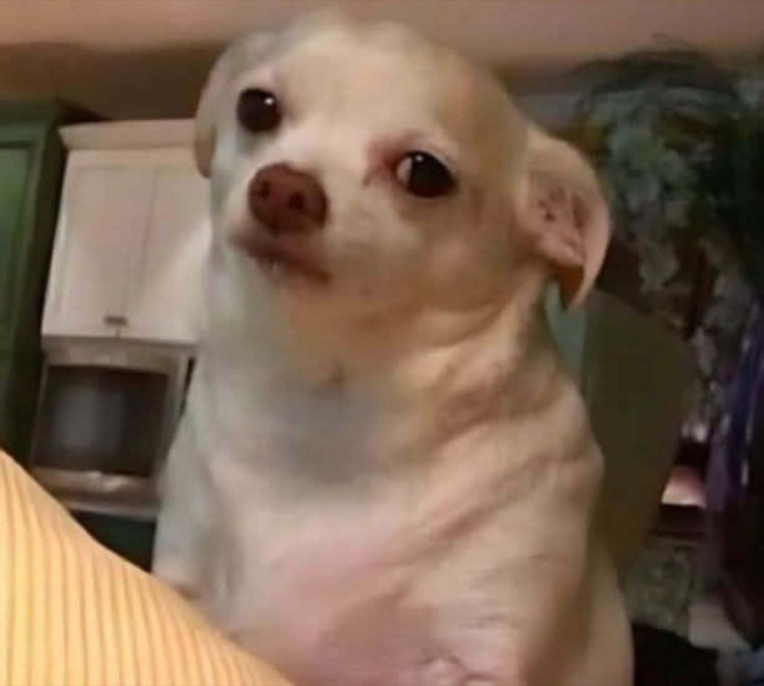 Chubby chihuahua sitting upright with a totally unimpressed side-eye expression