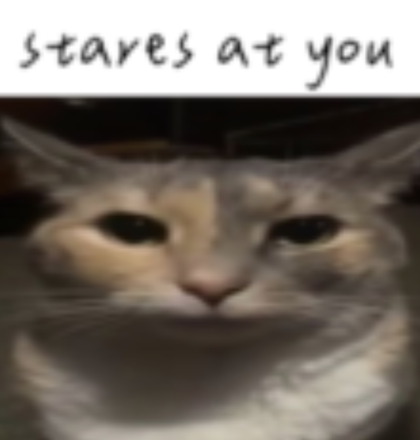 Grey cat with a flat, unimpressed close-up stare captioned 'stares at you'