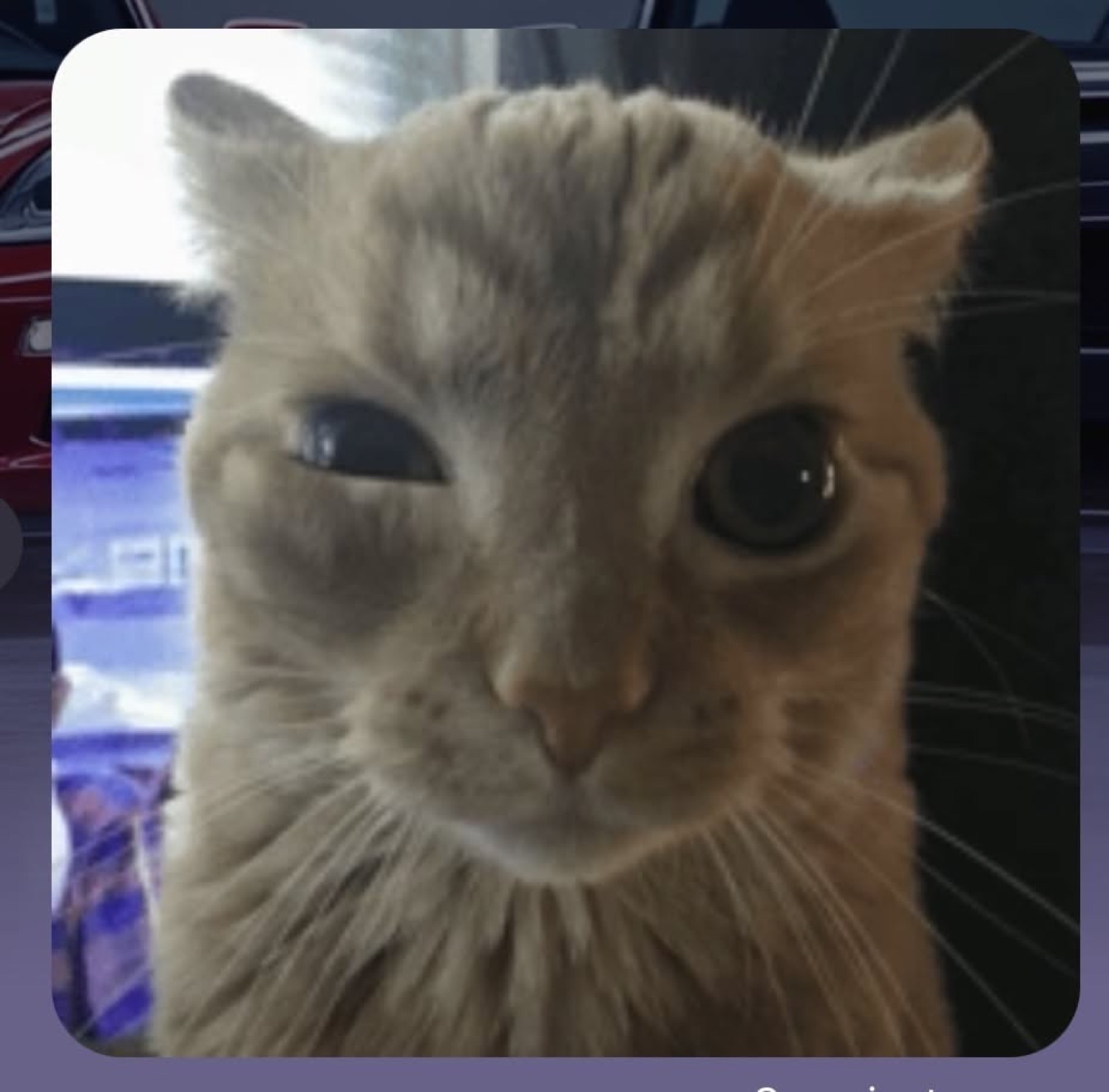 Orange tabby cat leaning forward with squinted, deeply skeptical side-eye