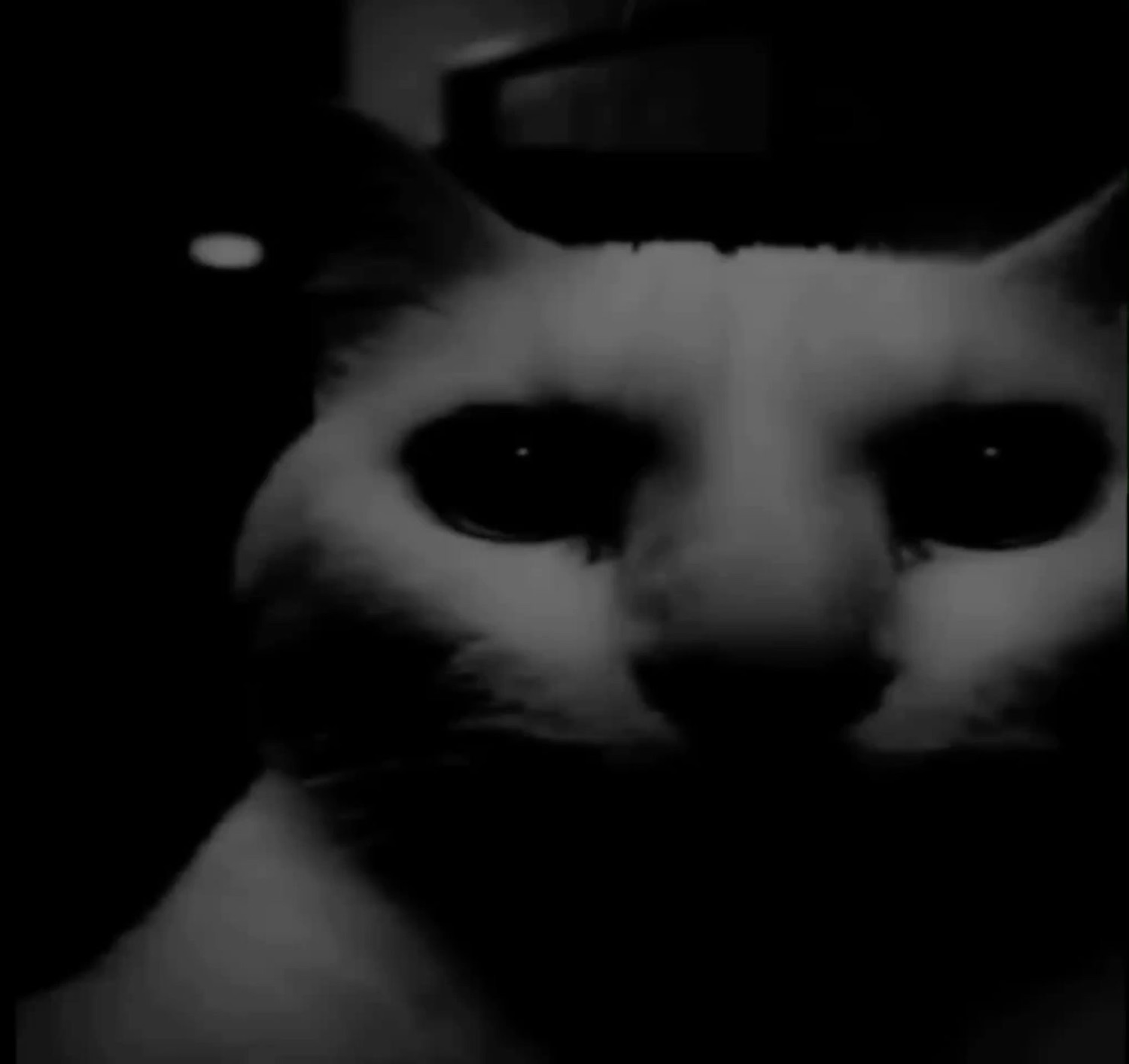 Dark grainy black-and-white cat with big teary eyes looking miserable