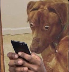 Brown dog holding a phone and staring at it with bug-eyed, horrified shock
