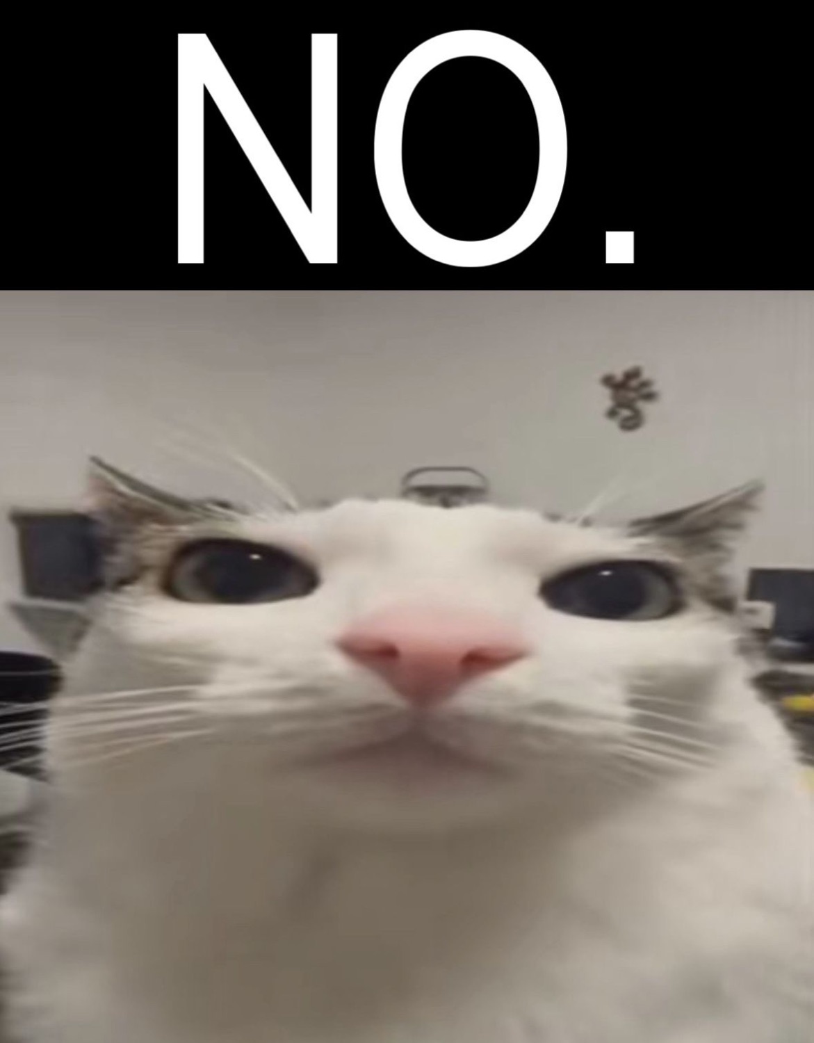 Cat staring flatly under the caption 'NO.'