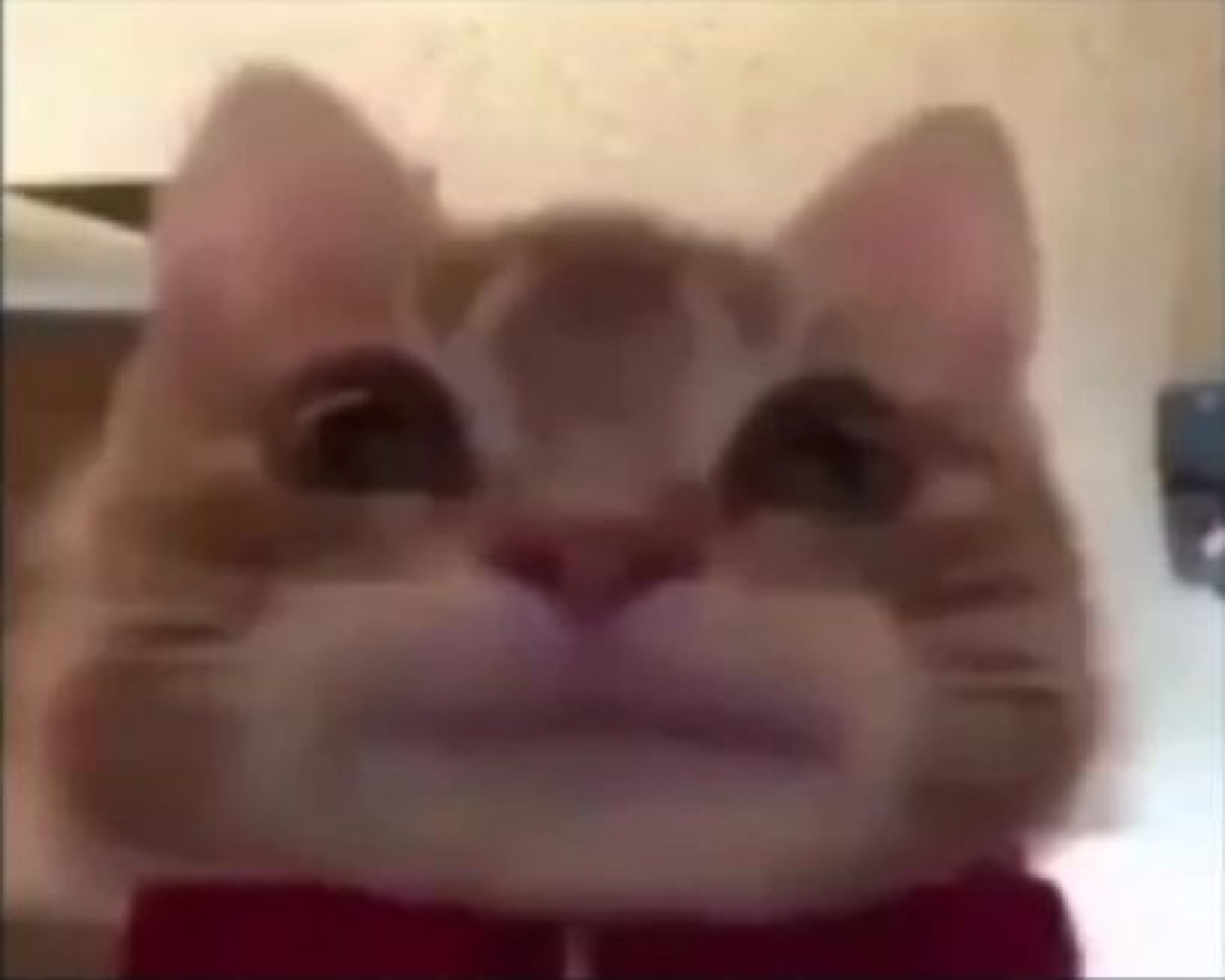 Blurry orange cat pressed close to the camera with puffed cheeks and a tight-lipped stare