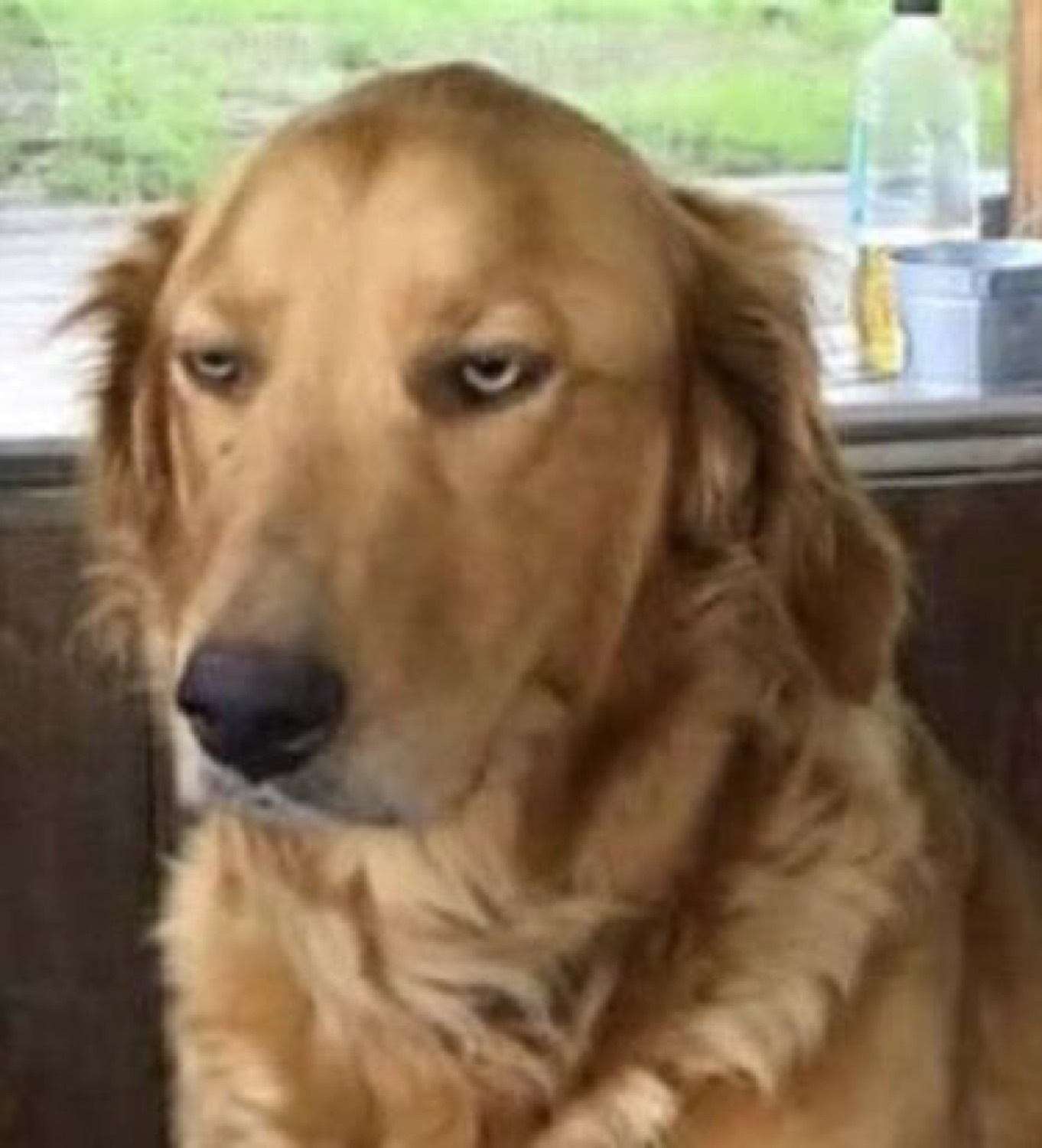 Golden retriever giving the most disappointed side-eye from across the table