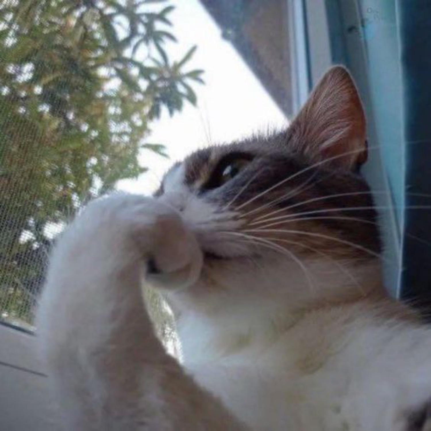 Cat gazing up out a window with a paw to its chin, deep in thought