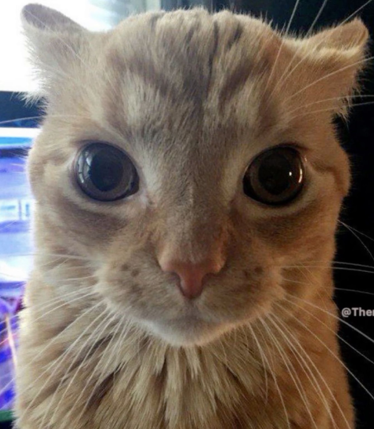 Orange tabby cat staring with enormous wide-open eyes, deeply unsettled