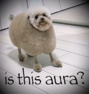 Freshly groomed poof-ball dog tilting its head, captioned 'is this aura?'