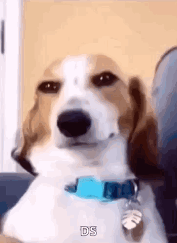 Beagle with a blue collar tilting its head and smiling at the camera