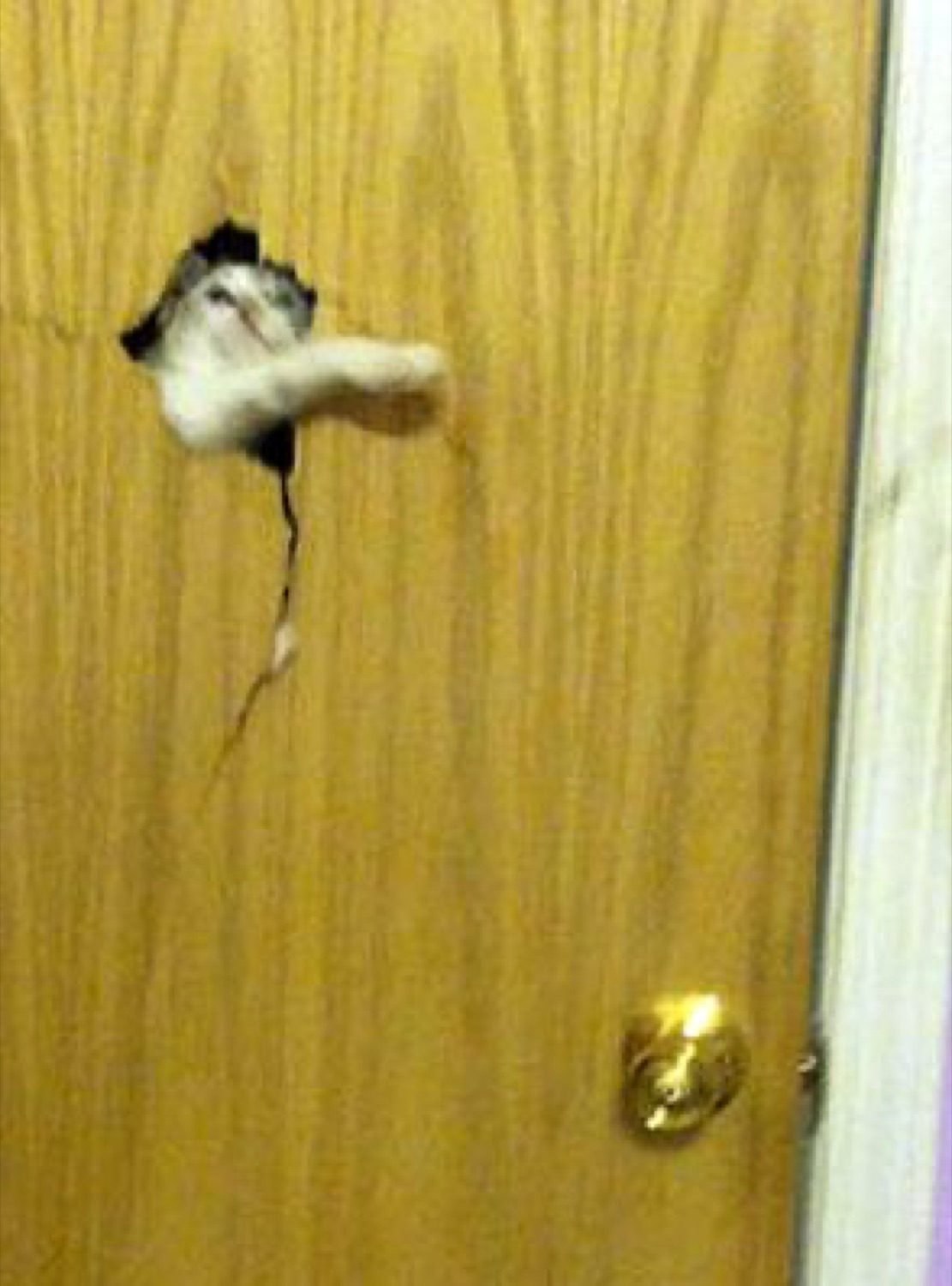 Kitten's paw and face poking through a hole in a door