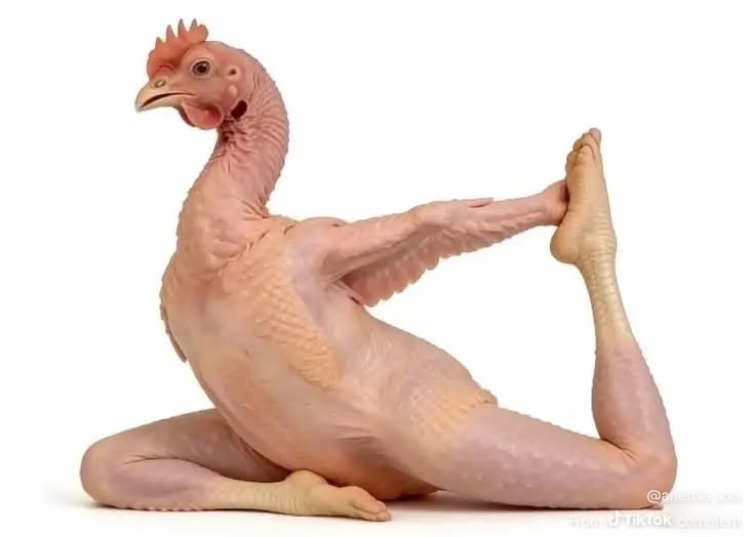 Featherless chicken calmly holding a yoga pose against a white background