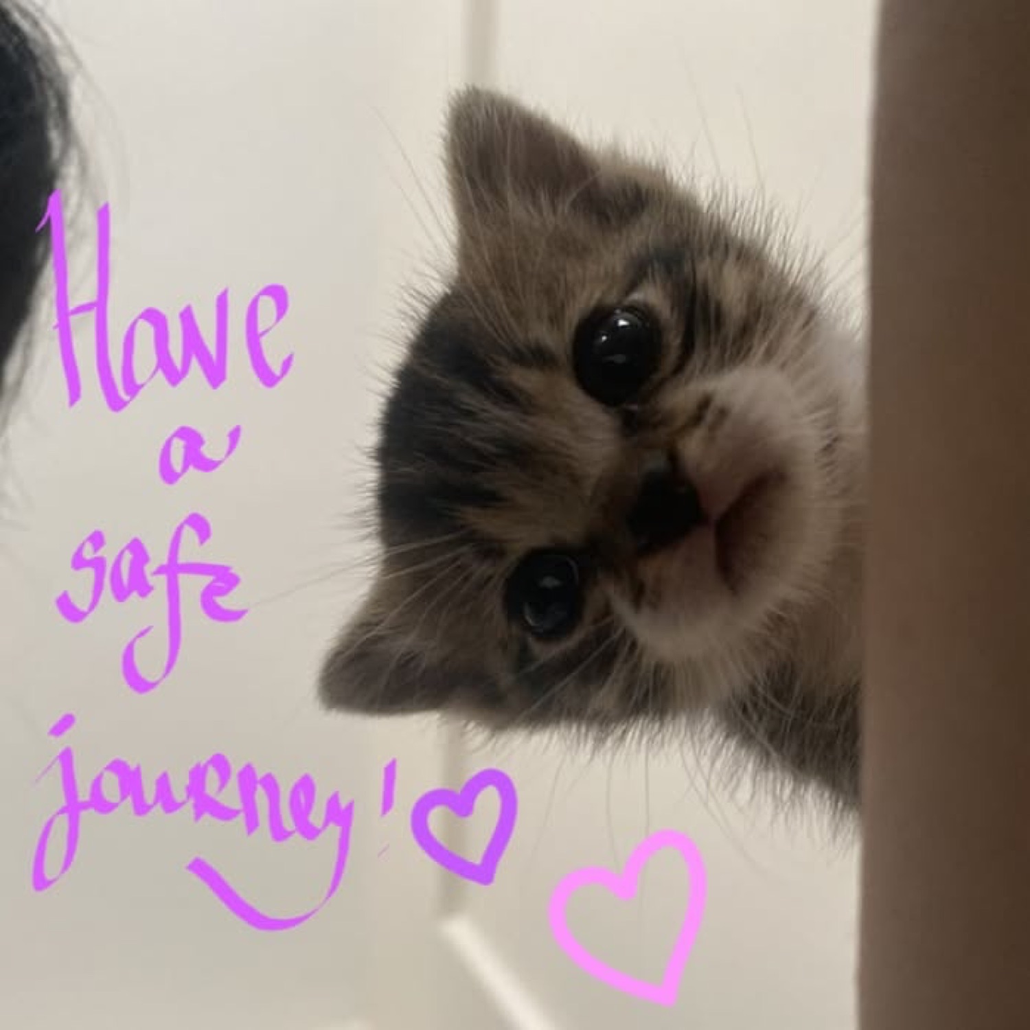 Kitten peeking in close: 'Have a safe journey!'