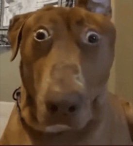 Brown dog with bulging wide eyes and a stunned, alarmed stare
