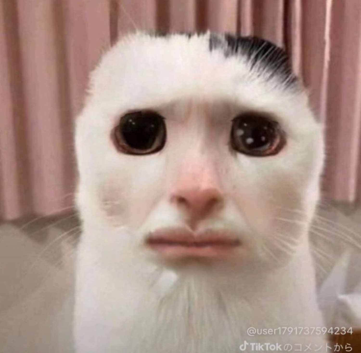 White cat edited with a sad human-like face and teary eyes