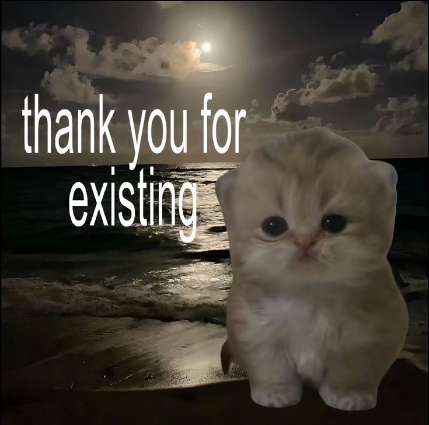 Kitten on a moonlit beach: 'thank you for existing'