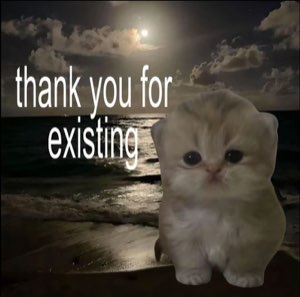 Kitten on a moonlit beach: 'thank you for existing'