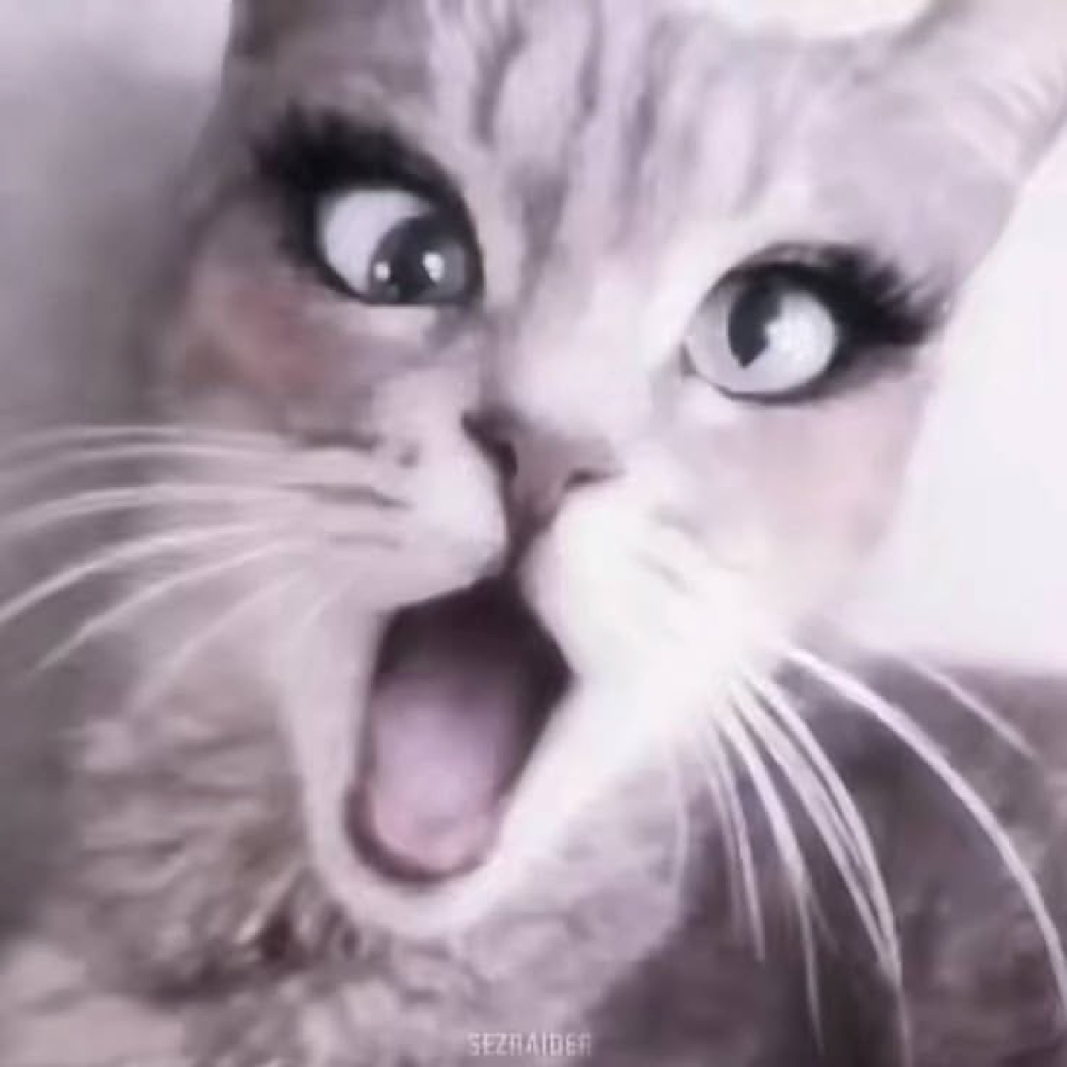 Gray tabby cat with wide eyes and huge open mouth, with dramatic lash filter applied