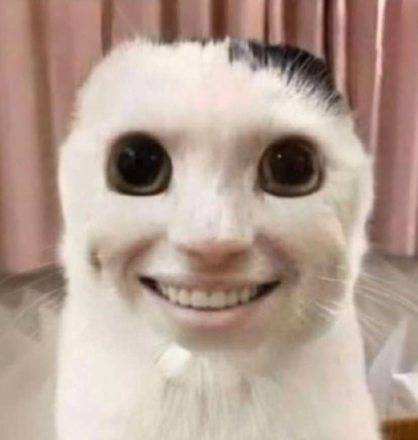 White cat with a humanlike face filter — big dark eyes and a wide human-teeth smile — deeply unsettling