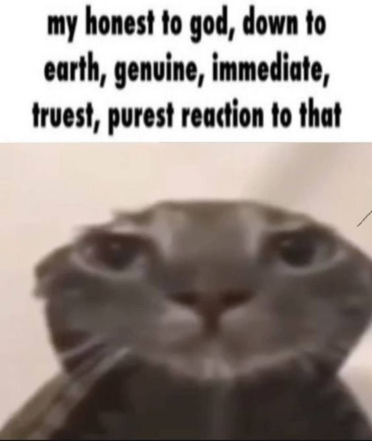 Grumpy grey cat staring straight ahead with caption about giving its 'honest reaction'