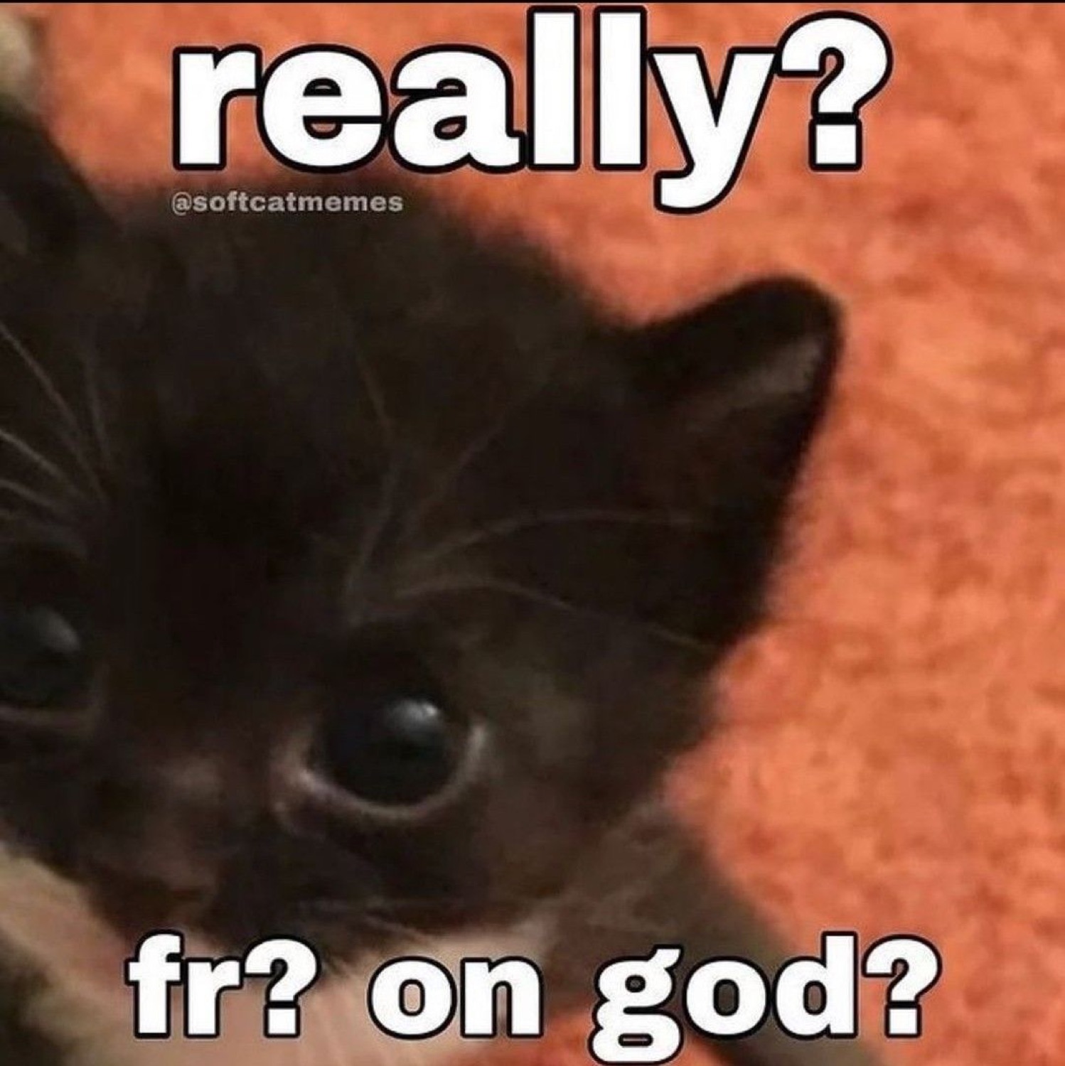 Tiny black kitten staring up skeptically with text 'really? fr? on god?'