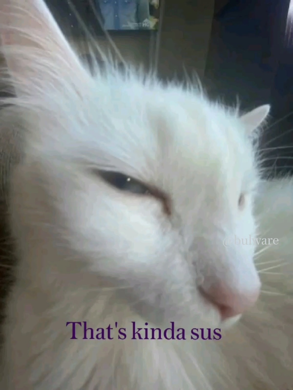 White fluffy cat with half-closed eyes giving extreme side-eye, captioned 'That's kinda sus'