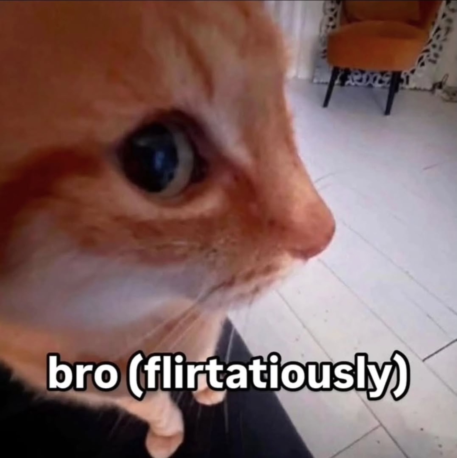 Orange cat doing a sideways side-eye glance, captioned 'bro (flirtatiously)'