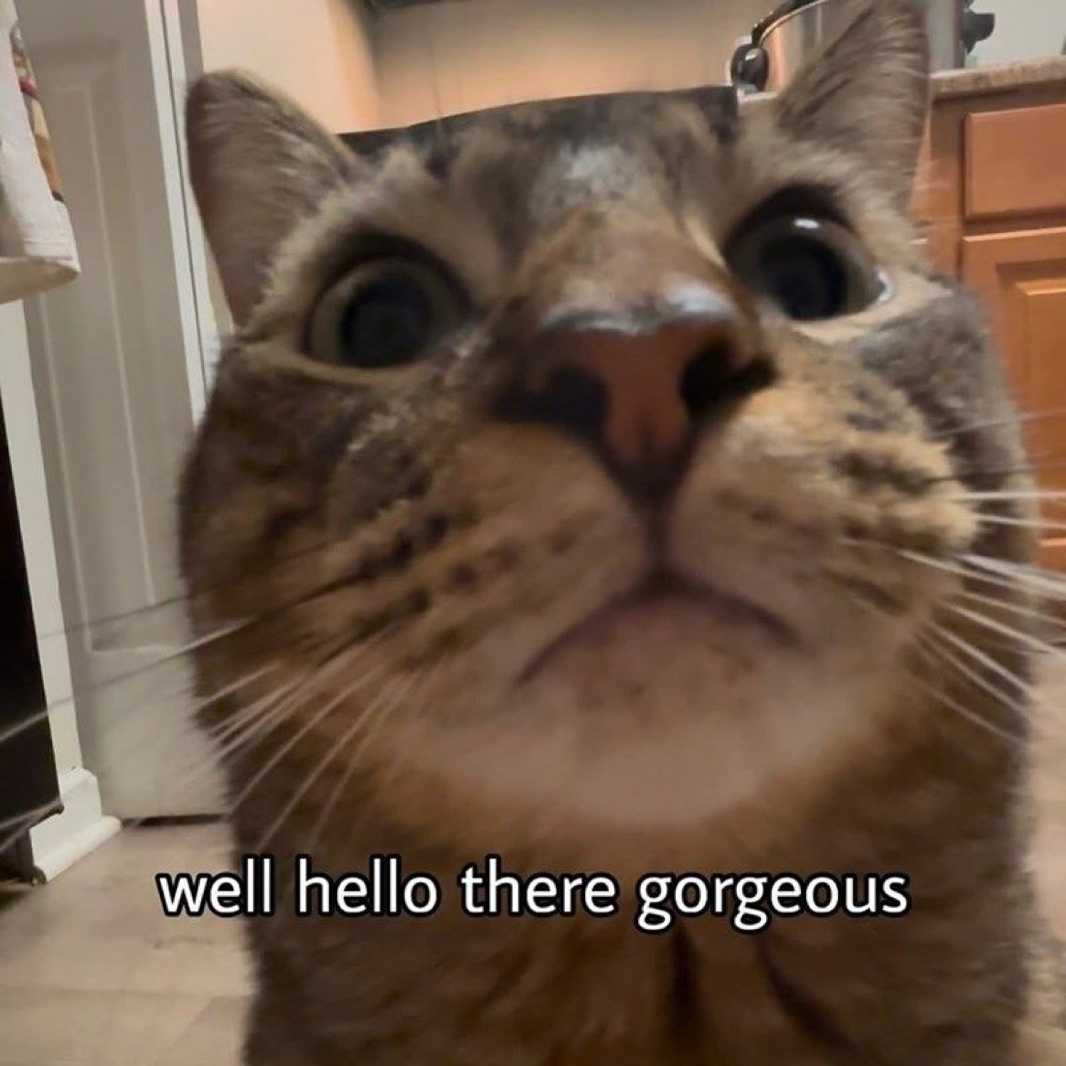 Tabby cat pressing its nose to the camera captioned 'well hello there gorgeous'