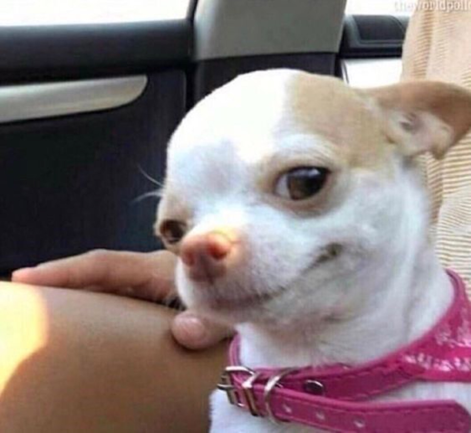 White chihuahua in a pink collar throwing a wary side-eye in a car