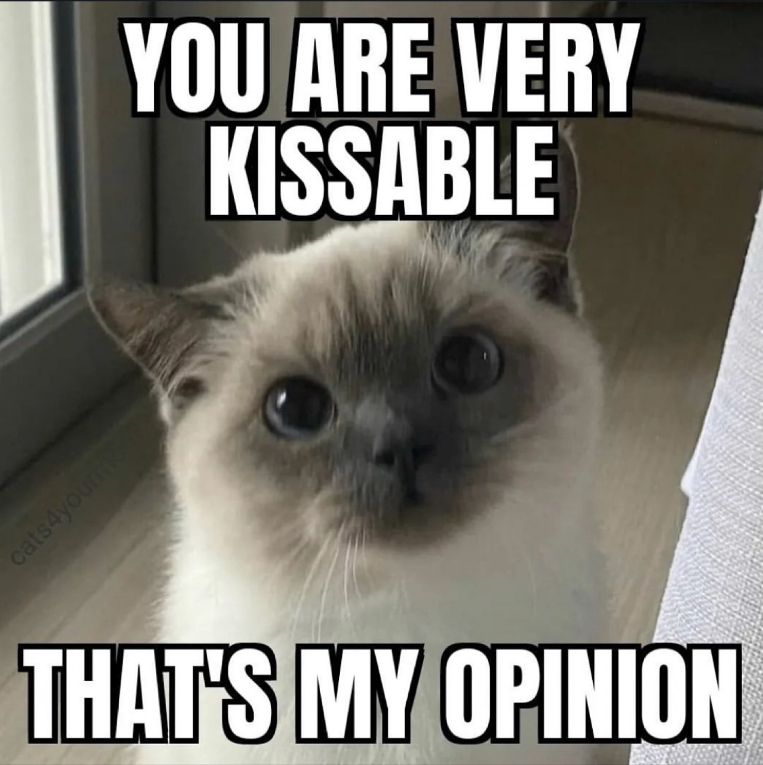 Siamese cat staring intensely at you with 'You Are Very Kissable - That's My Opinion'