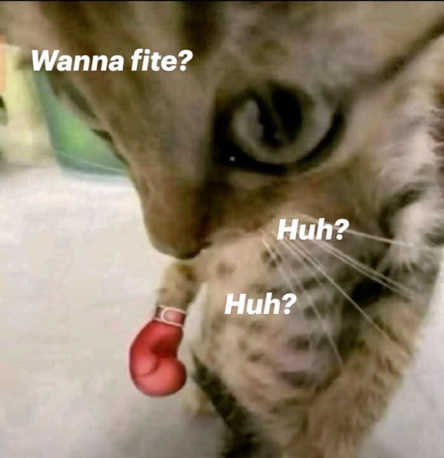 Tabby cat leaning in with tongue out captioned 'Wanna fite? Huh? Huh?'
