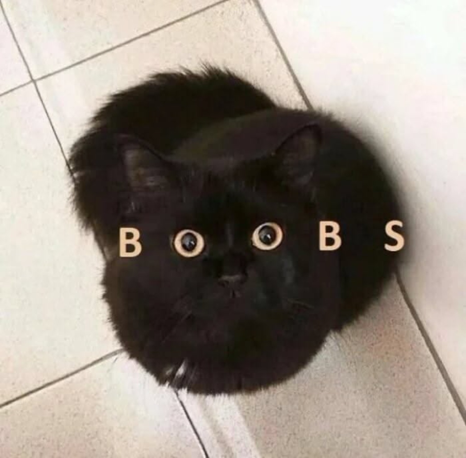 Fluffy black cat looking up with alphabet beads spelling 'BOOBS' over its eyes
