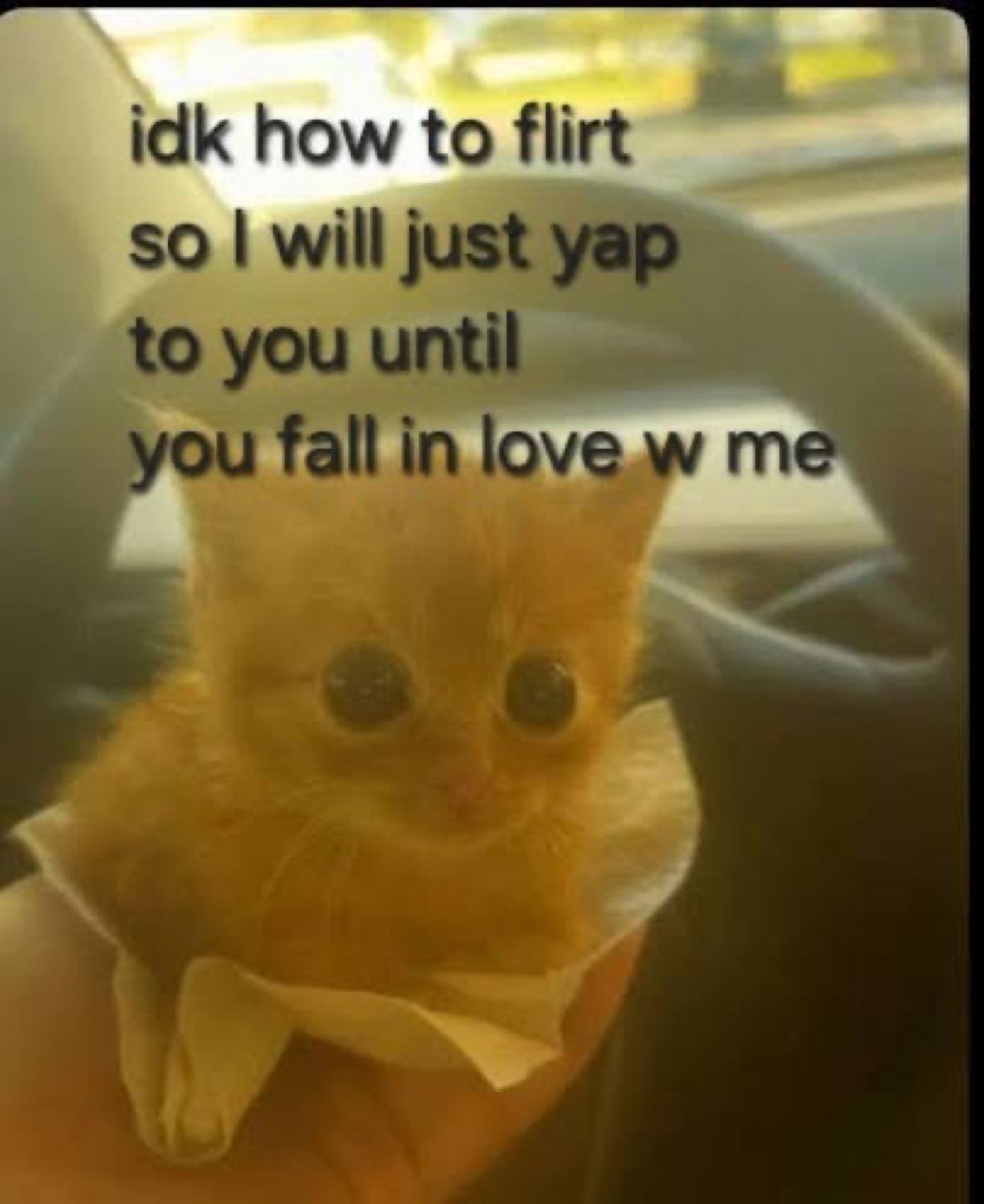 Tiny orange kitten captioned 'idk how to flirt so I will just yap to you'