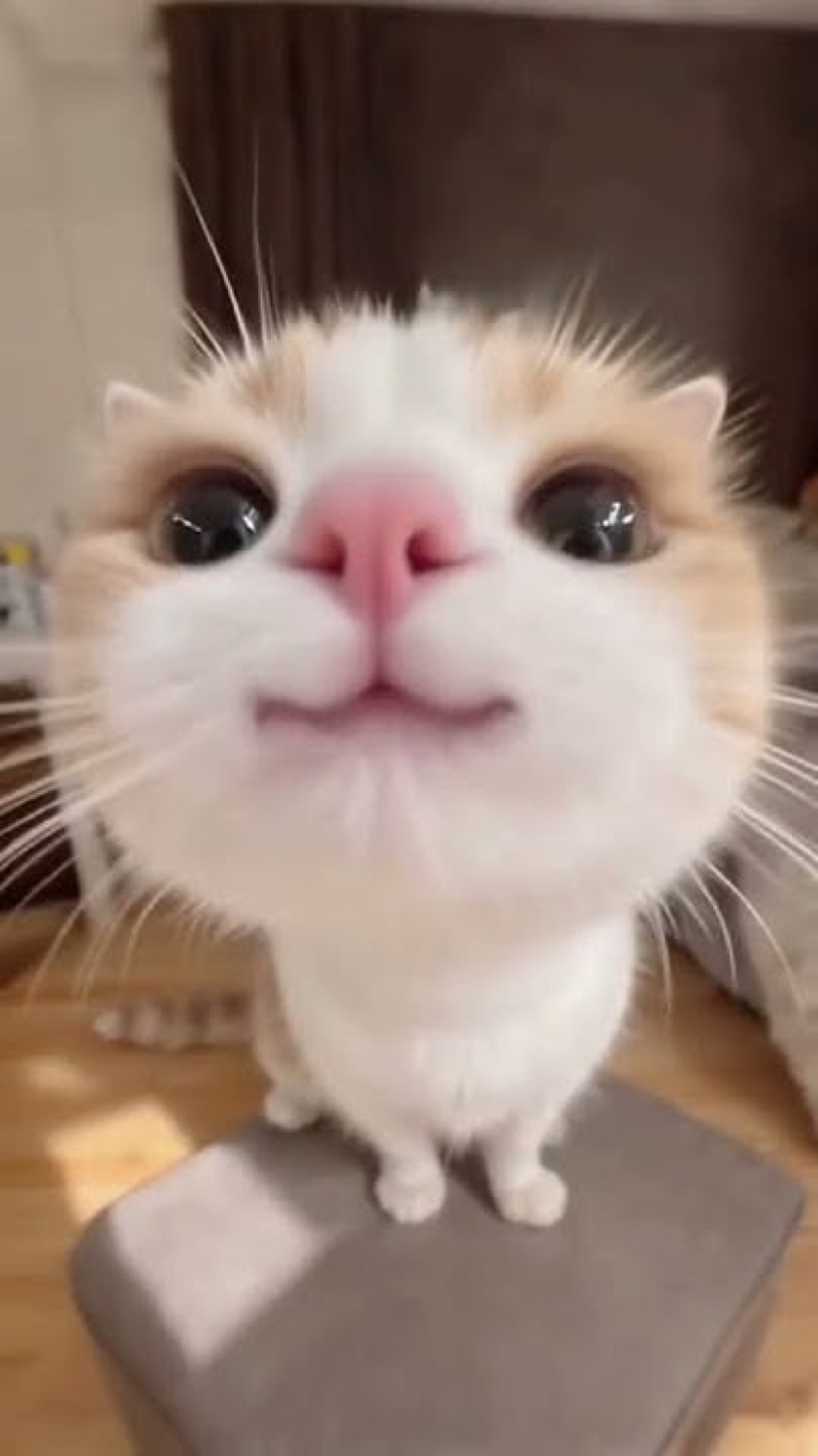 Tiny orange-and-white cat standing on its hind legs with huge sparkling eyes and a big smile