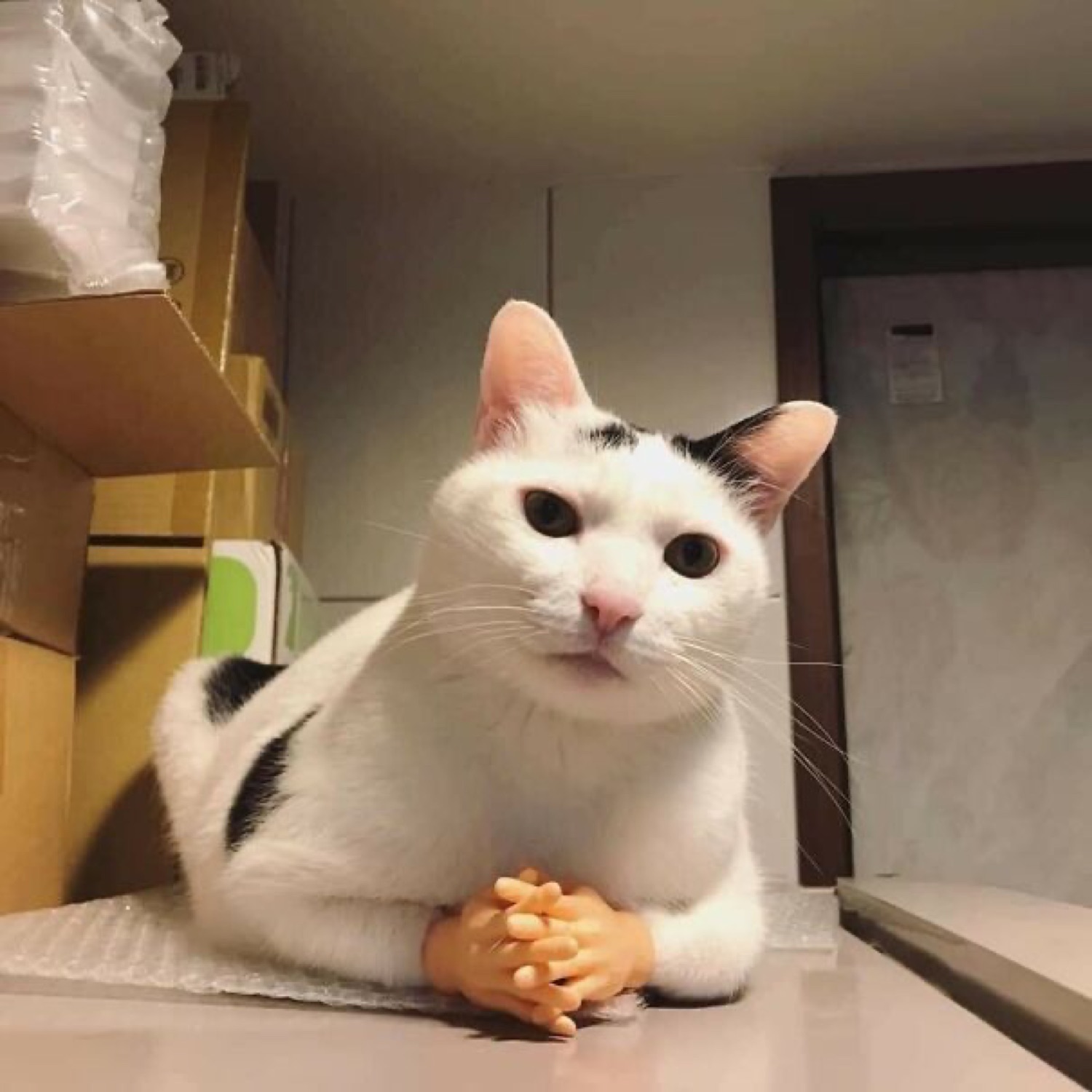 White cat lounging with tiny fake hands clasped together, looking devious