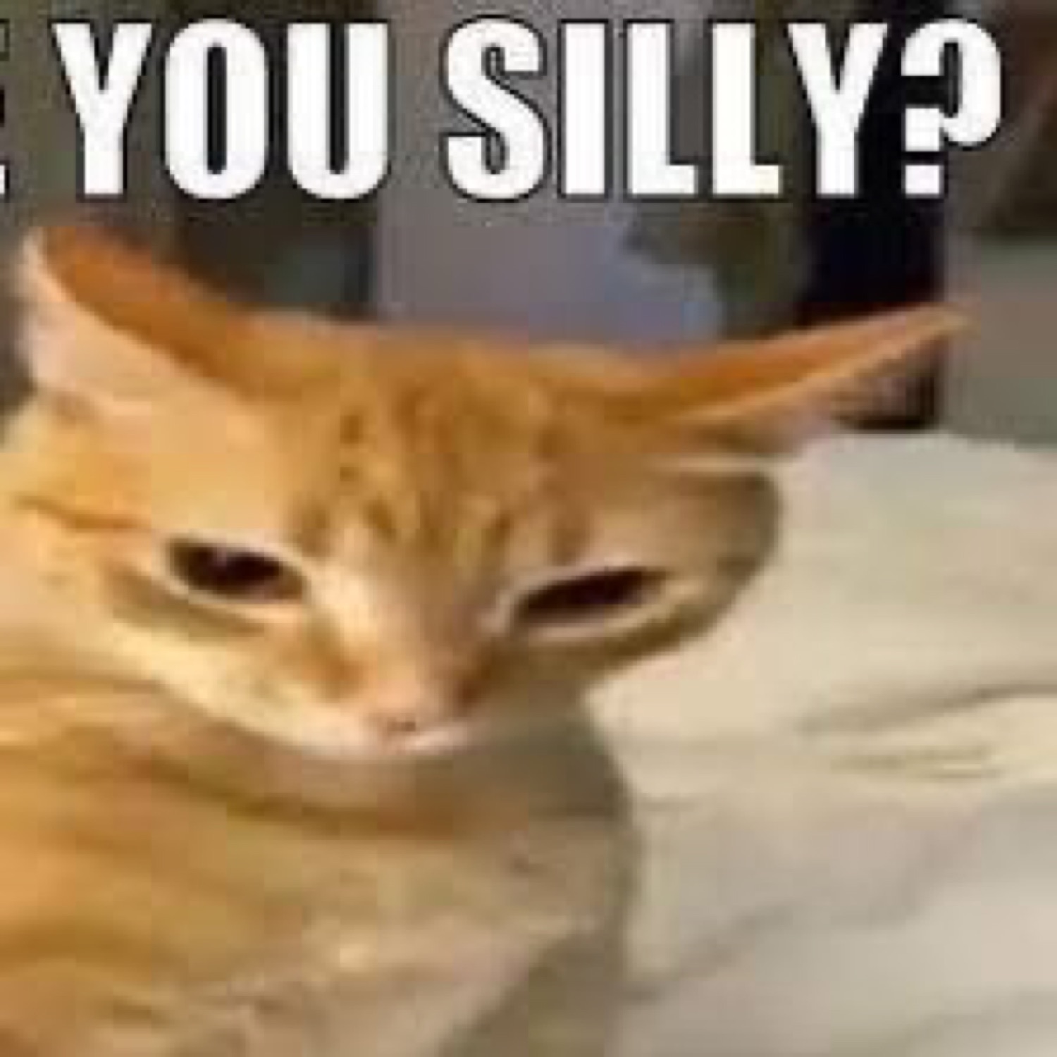 Orange cat with flattened ears and half-closed eyes over the text 'are you silly?'