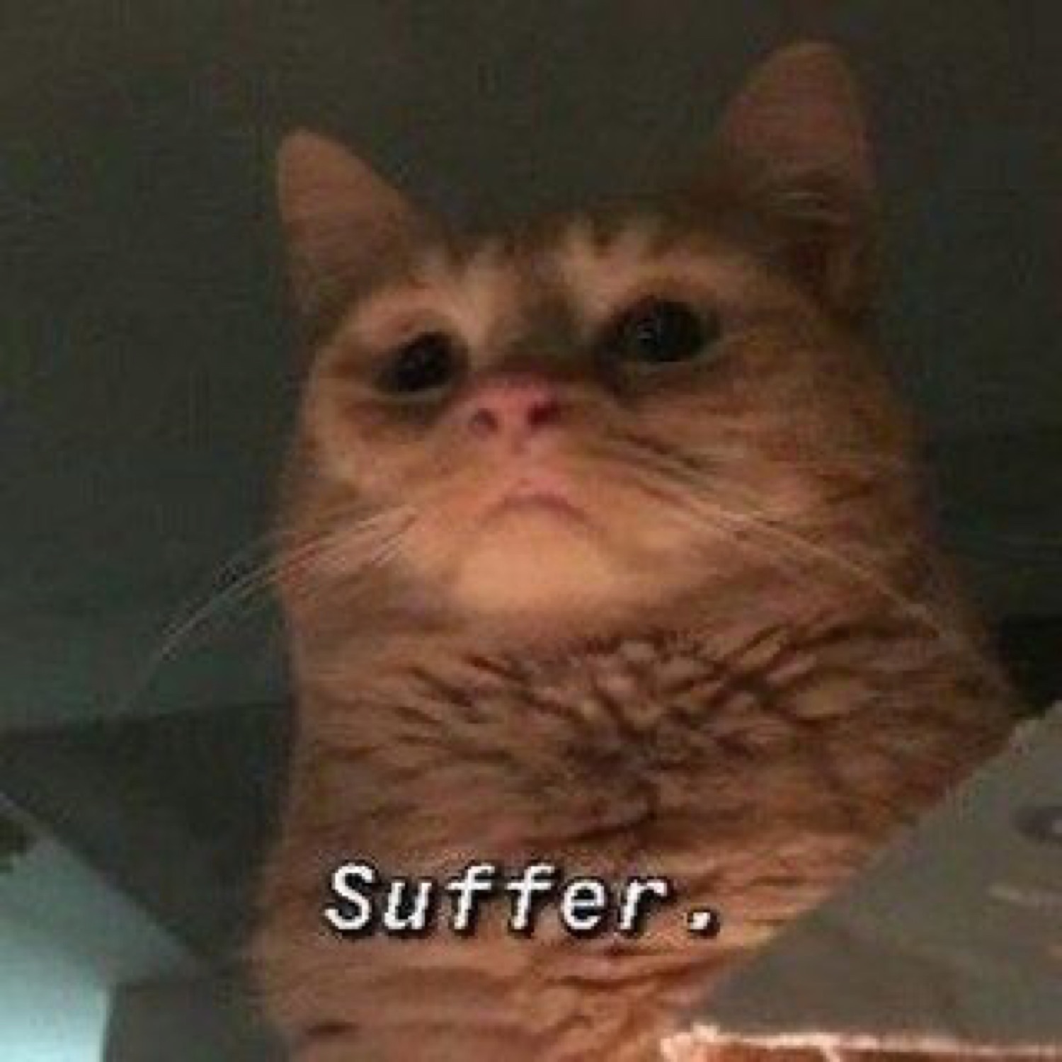 Grumpy orange cat staring down from above, captioned 'Suffer.'