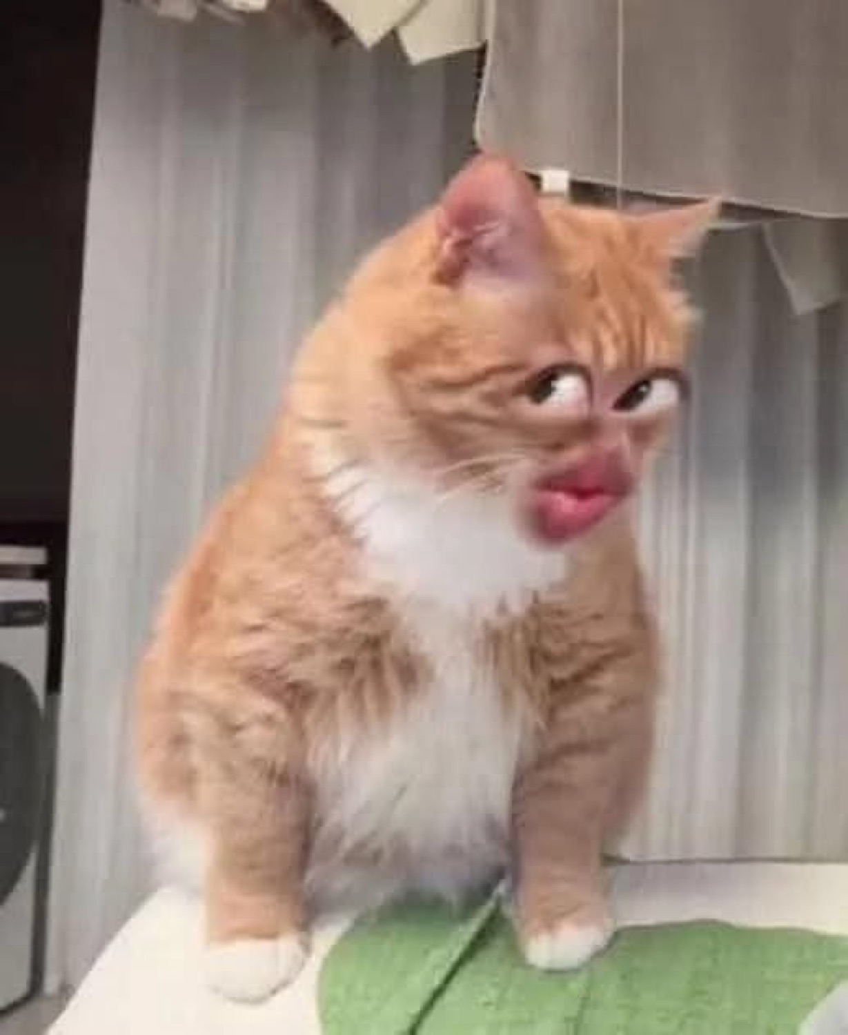 Orange cat with glossy human lips side-eyeing something suspiciously