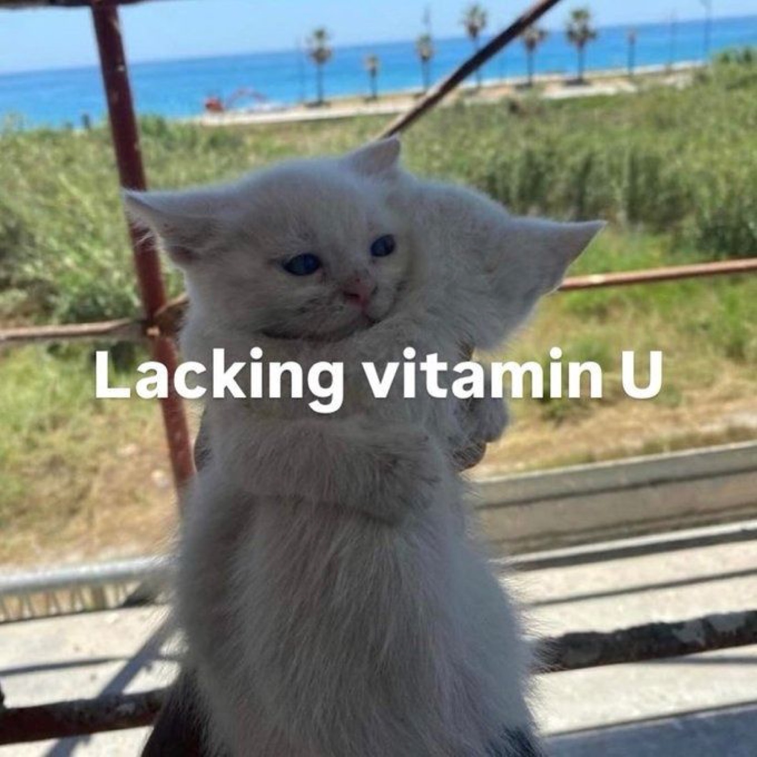 White kitten hugging itself with a sad drooping face, captioned 'Lacking vitamin U'