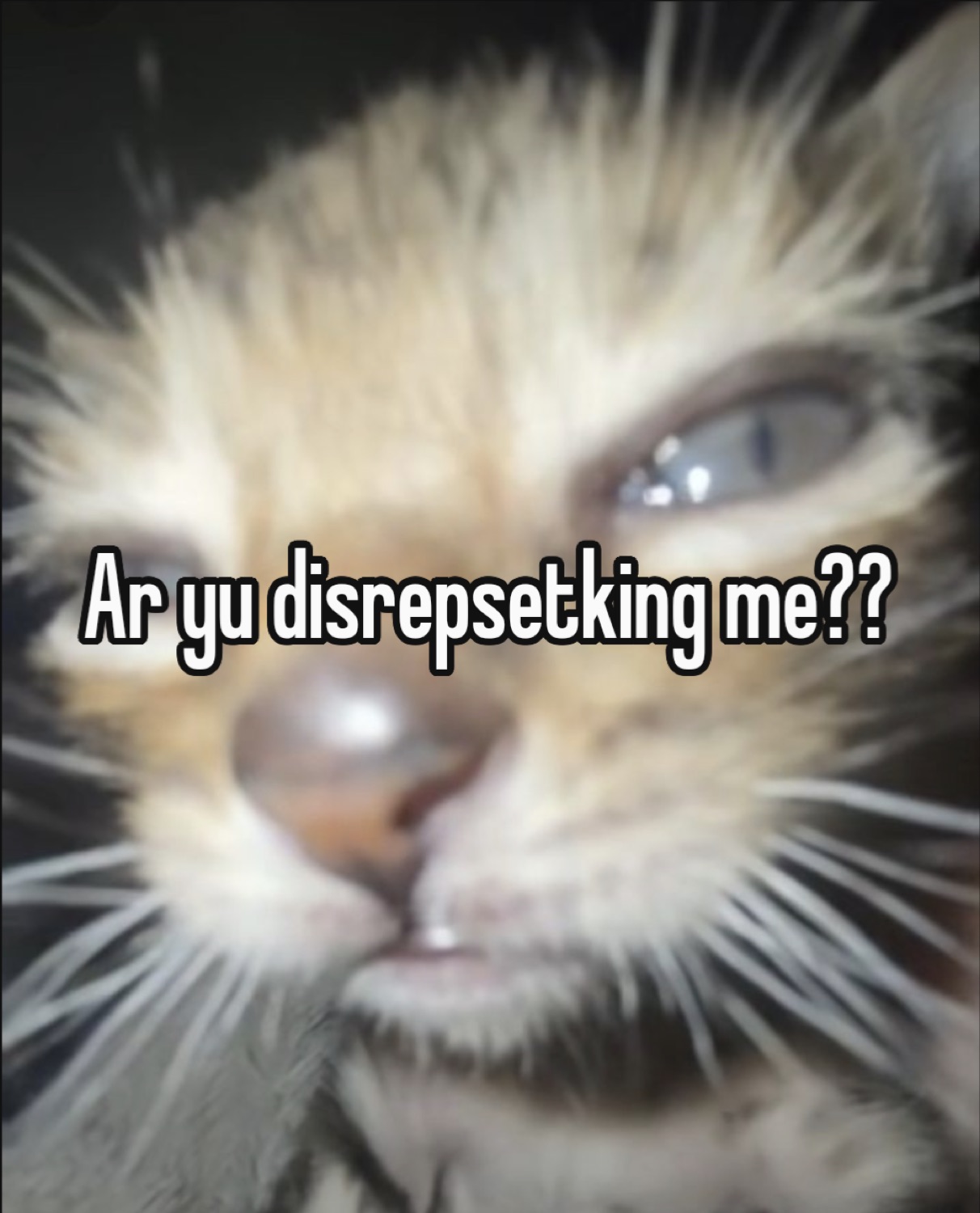 Close-up fluffy kitten with a squinting glare asking 'Ar yu disrepsetking me??'