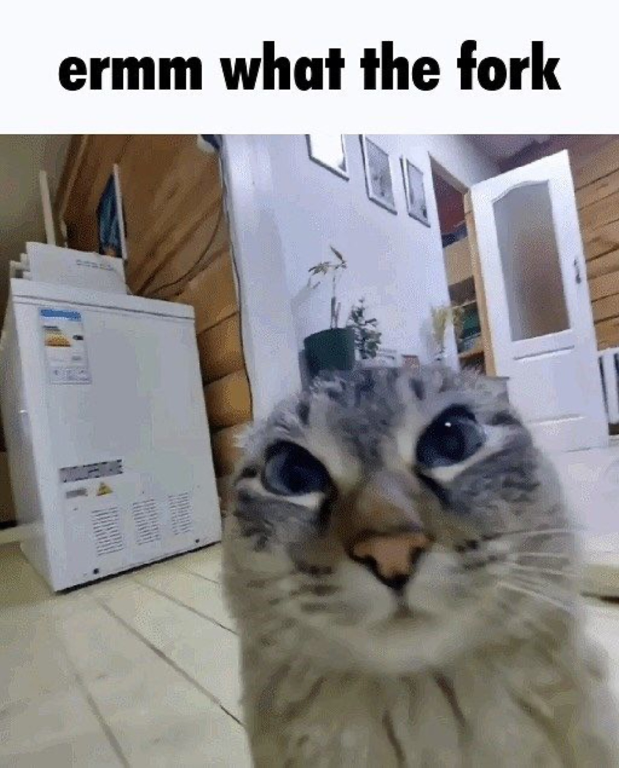 Fluffy gray cat pressing its face into the camera captioned 'ermm what the fork'