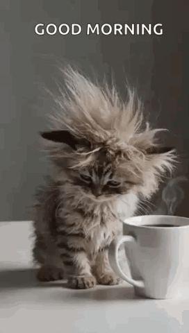 Windswept fluffy kitten next to a cup of coffee, "Good morning"