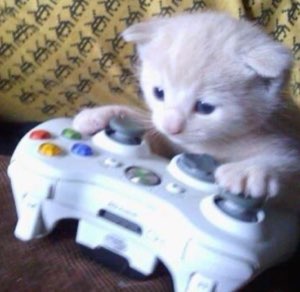 Tiny kitten resting its paws on a white Xbox controller like it's gaming