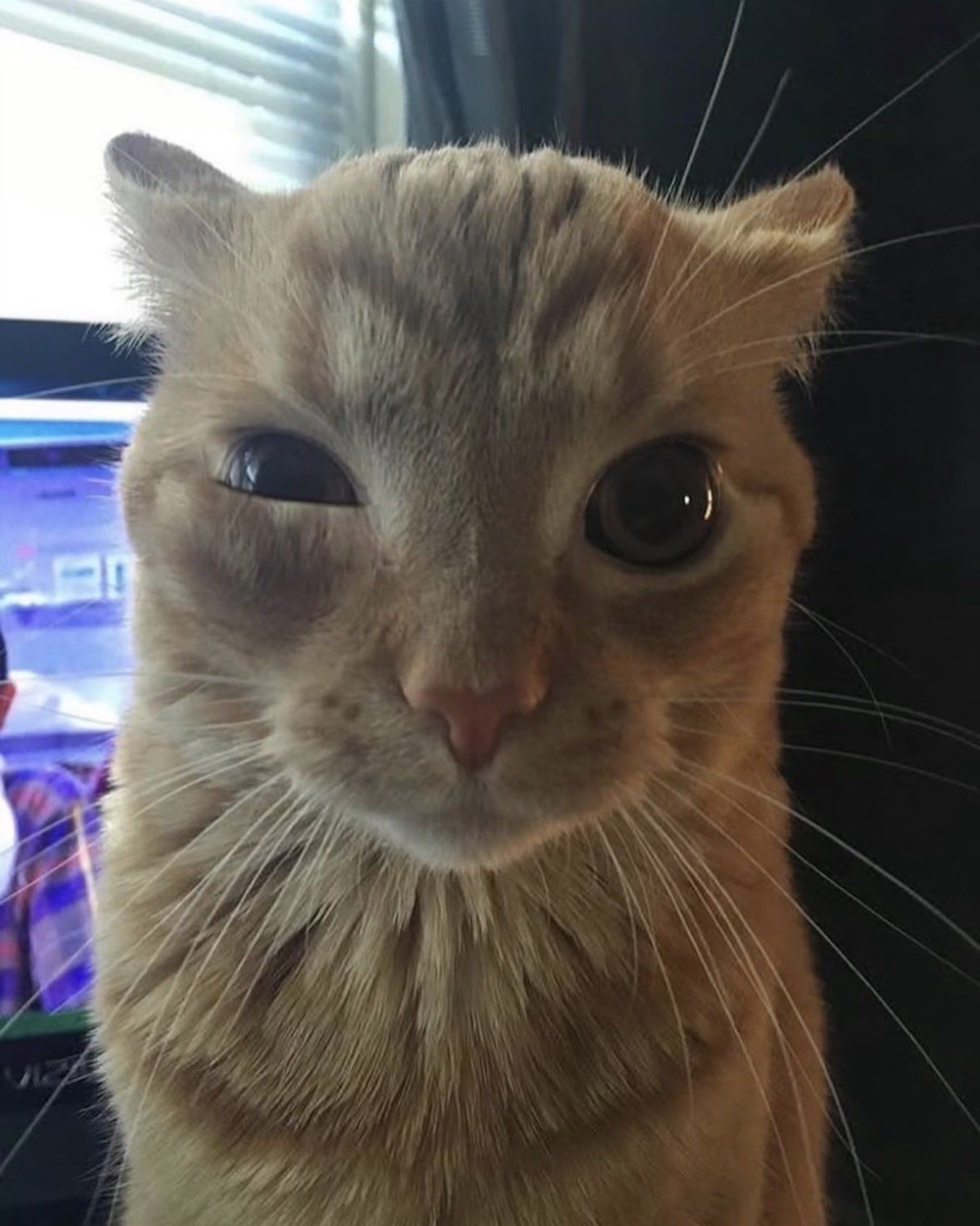 Orange tabby cat with one eye half-shut giving a very skeptical side-eye look