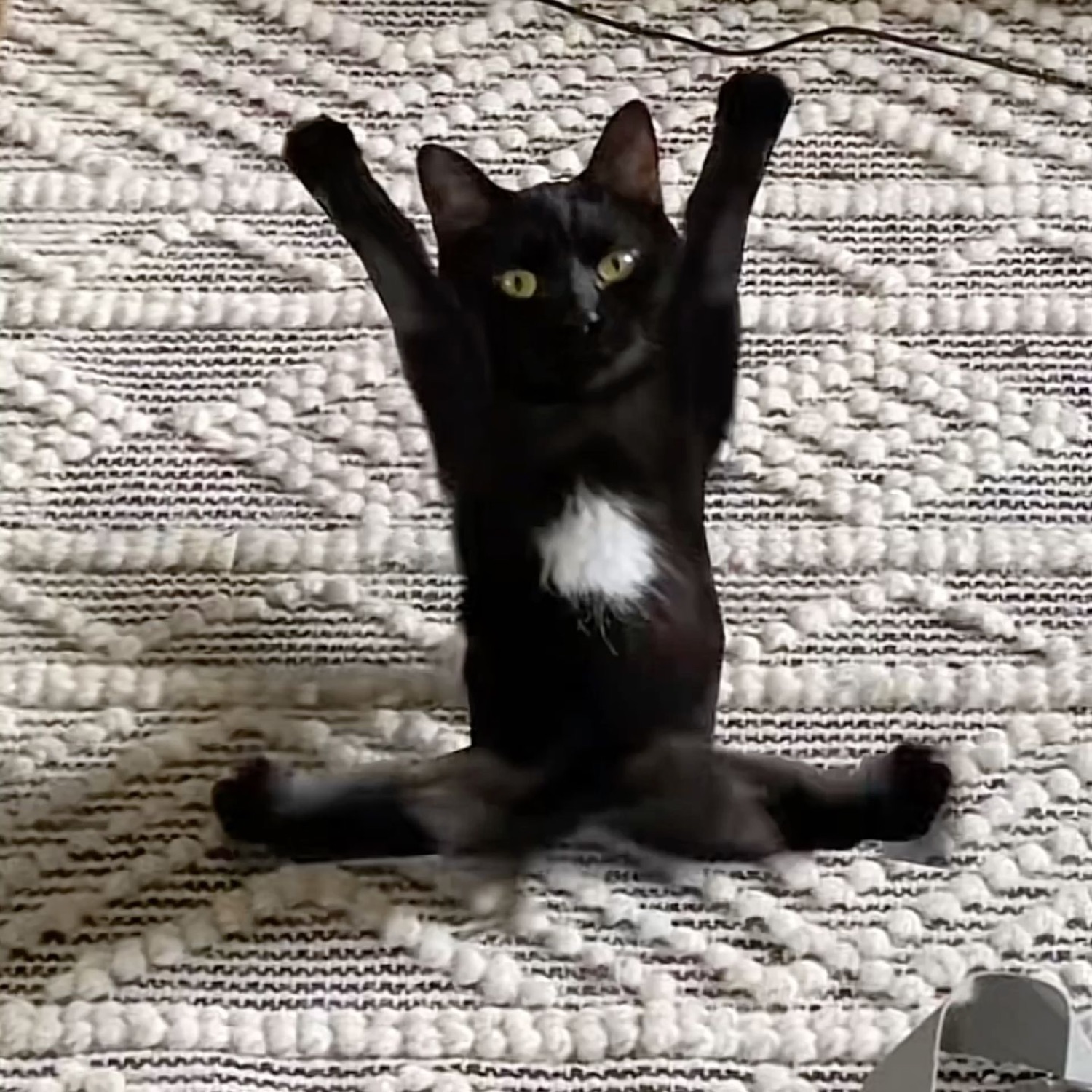 Black cat standing on its hind legs with both front paws thrown up in the air