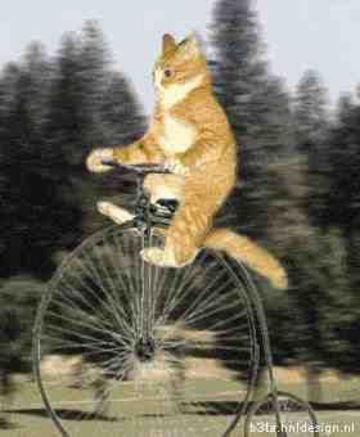 Orange cat riding a penny-farthing bicycle through the woods